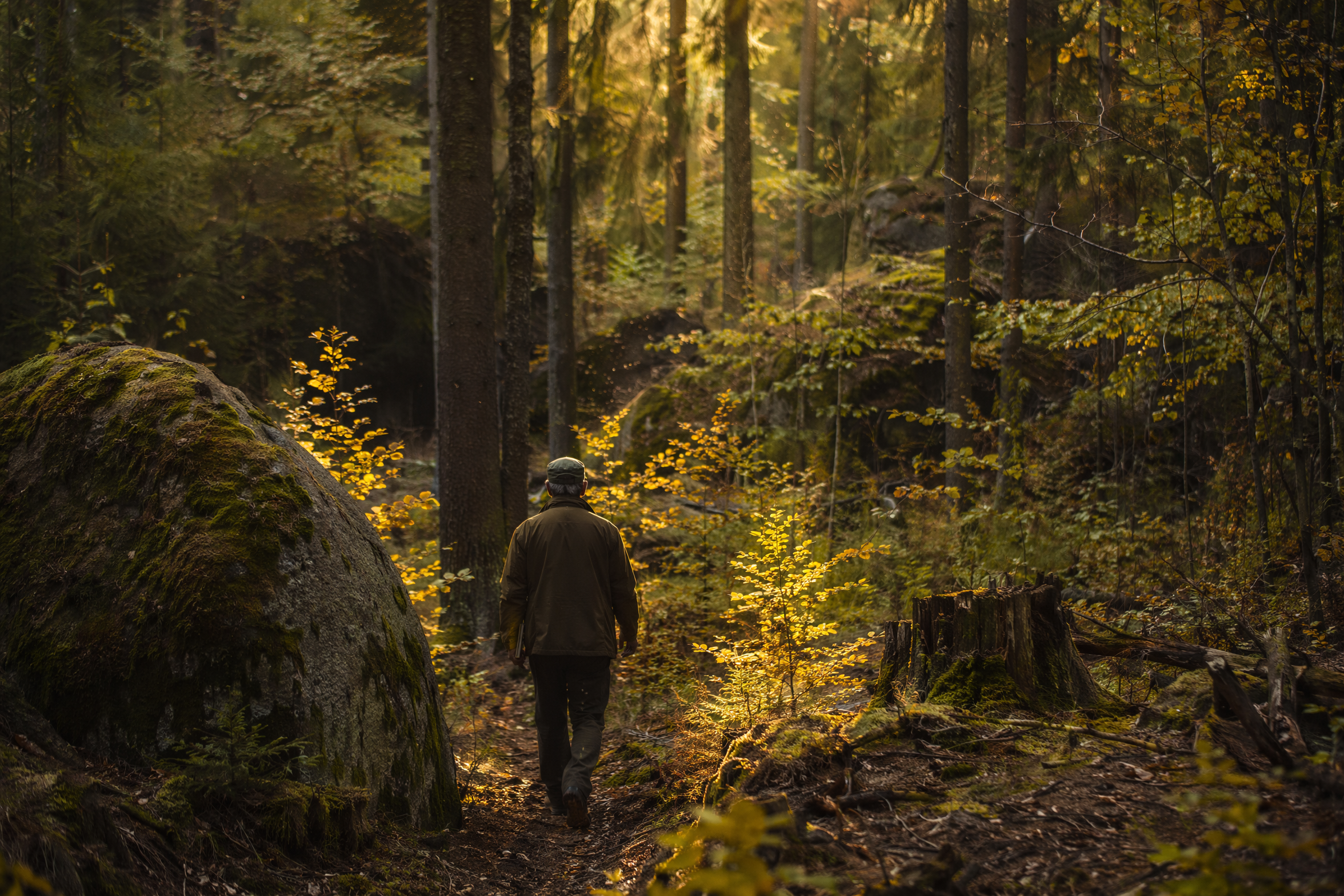 Photorealistic editorial photography of a lone Czech forester in weathered green jacket walking a narrow path through a mixed Bohemian woodland at golden hour, back turned to camera, mossy boulders and young beech saplings rising beside anc