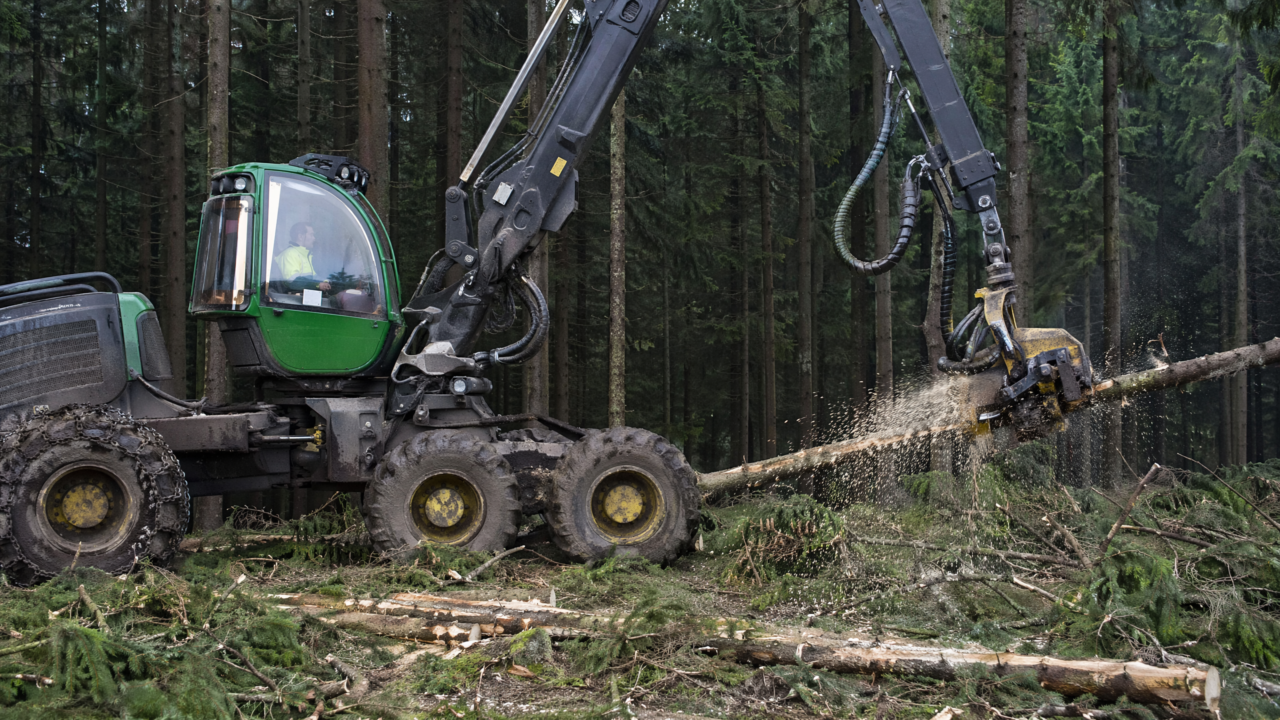 Harvestor při výřezu smrku v rámci kůrovcové asanace napadeného porostu